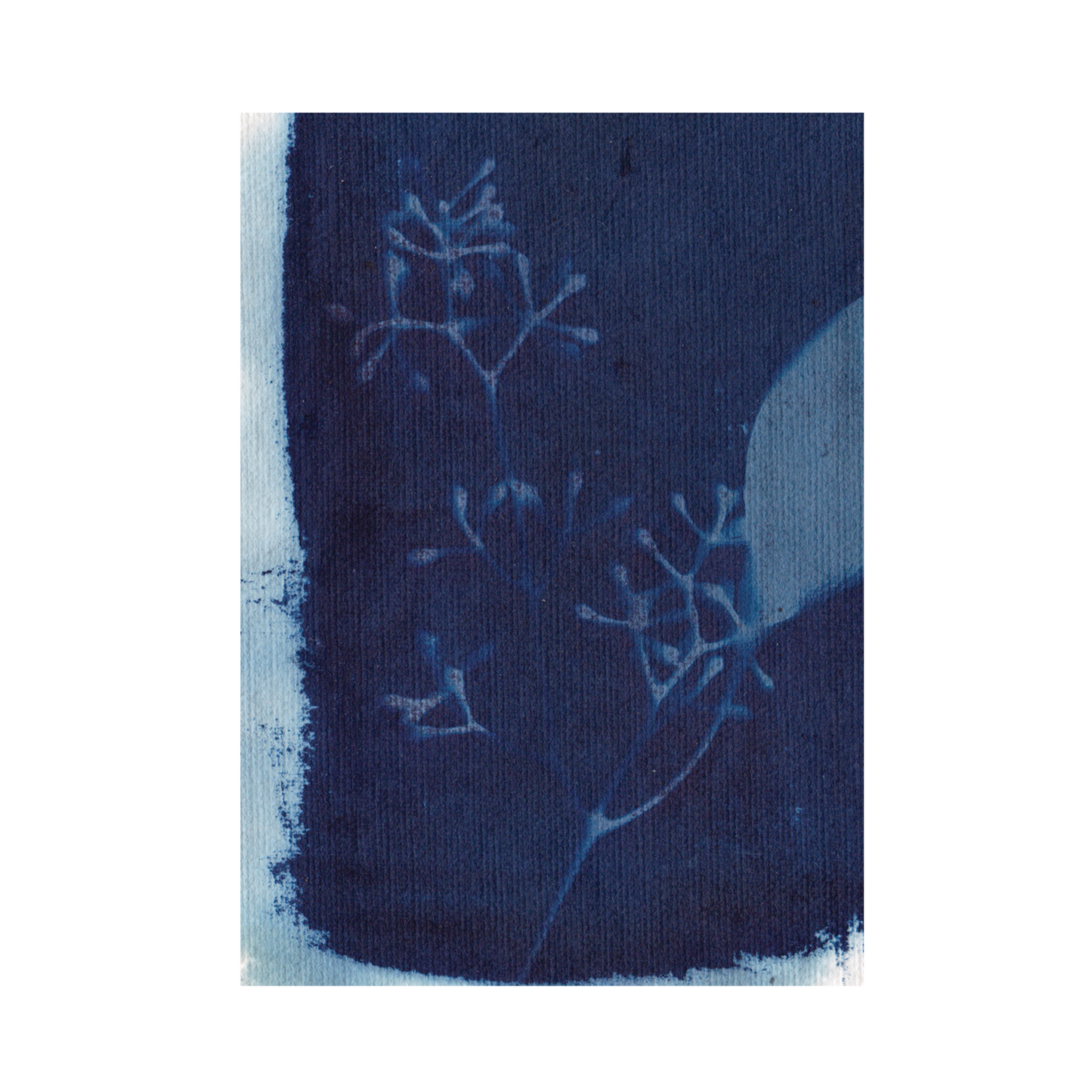 Cyanotype Print 1