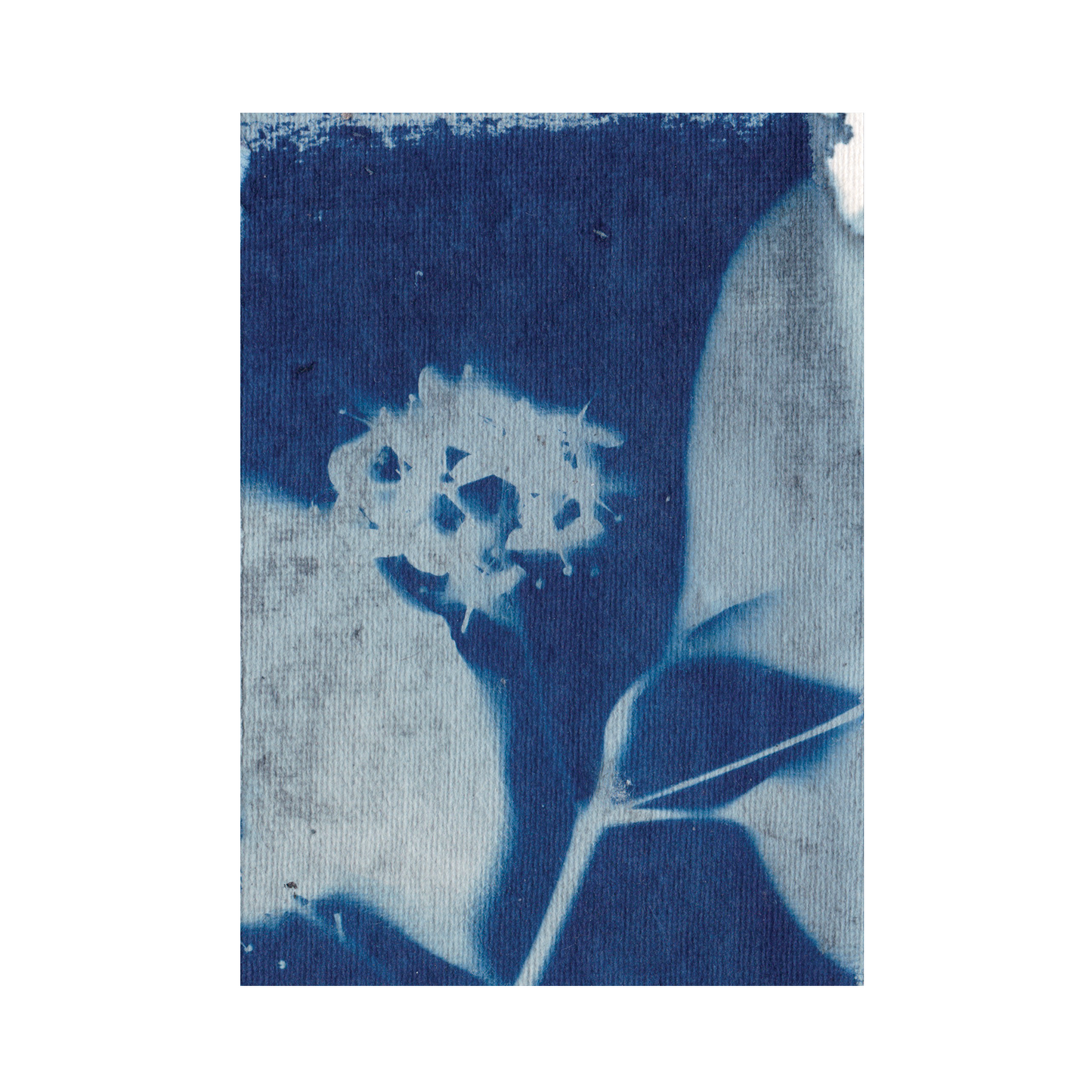 Cyanotype Print 2