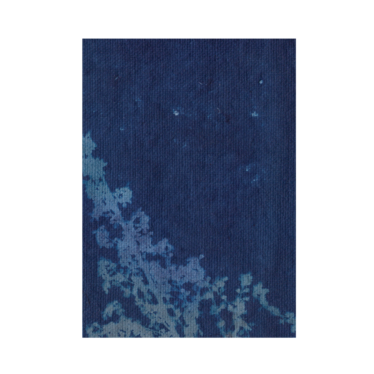 Cyanotype Print 3