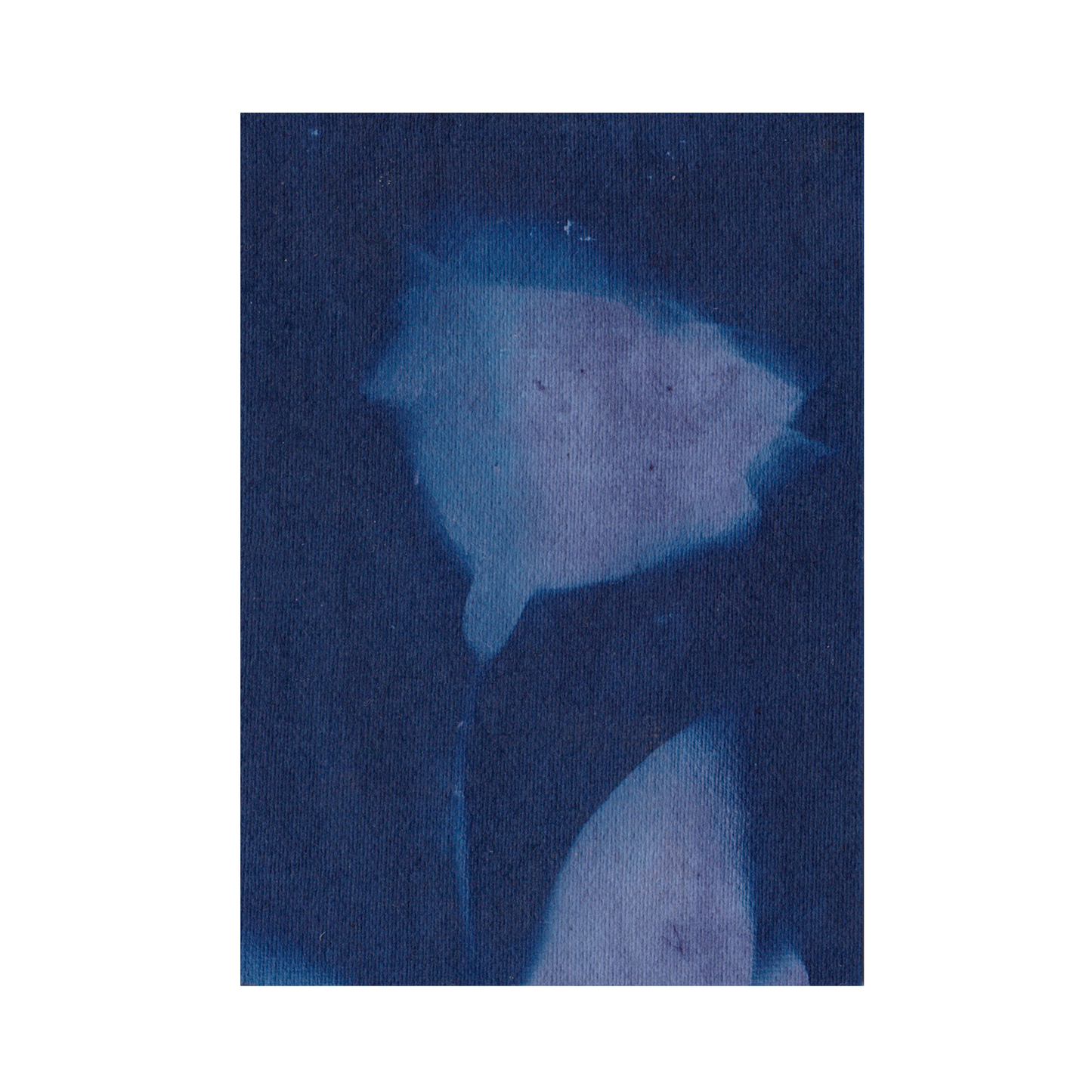 Cyanotype Print 4