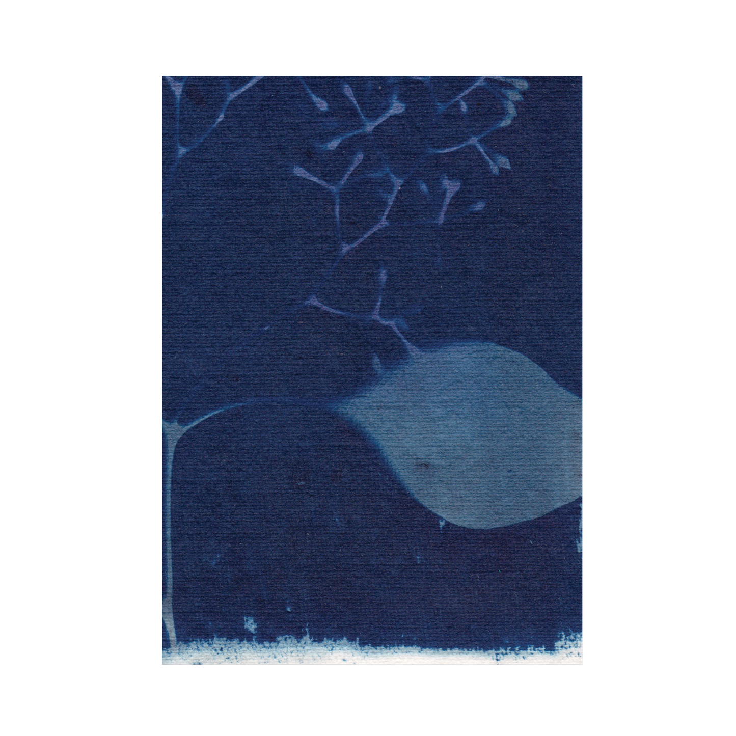 Cyanotype Print 5