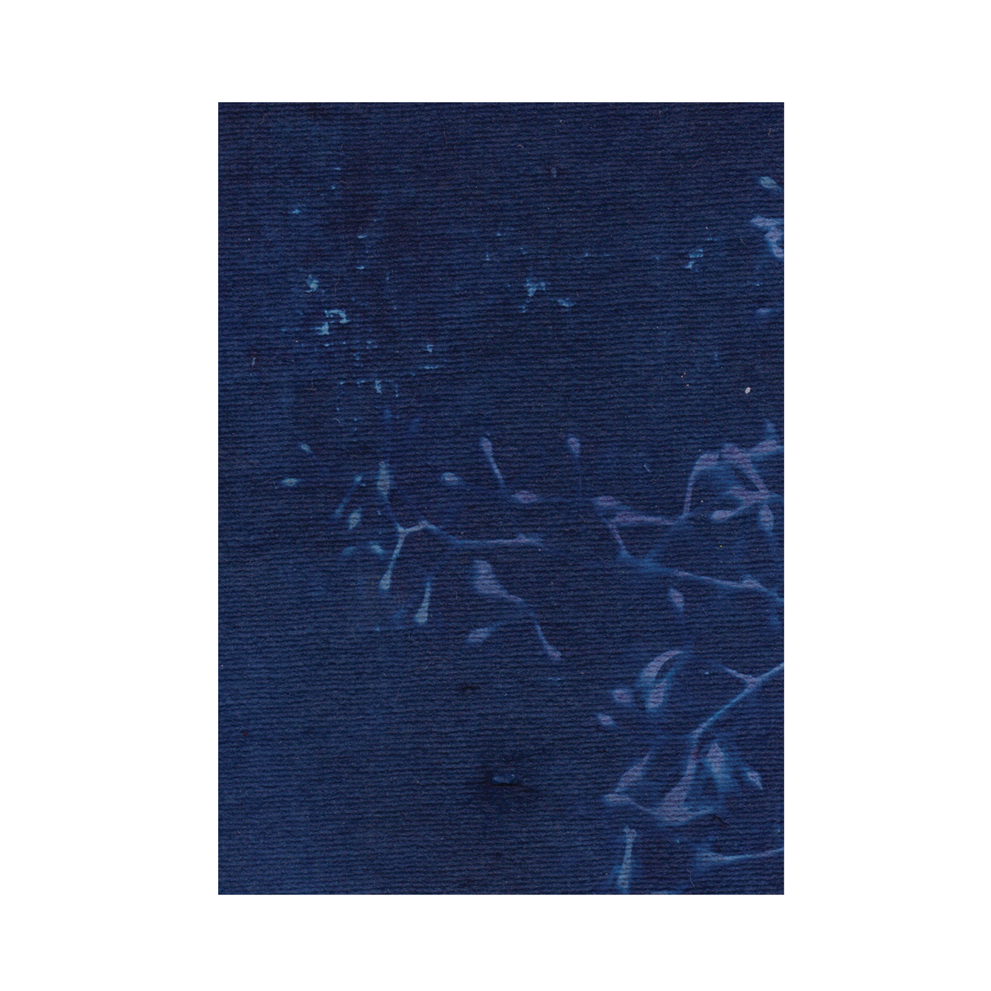 Cyanotype Print 6