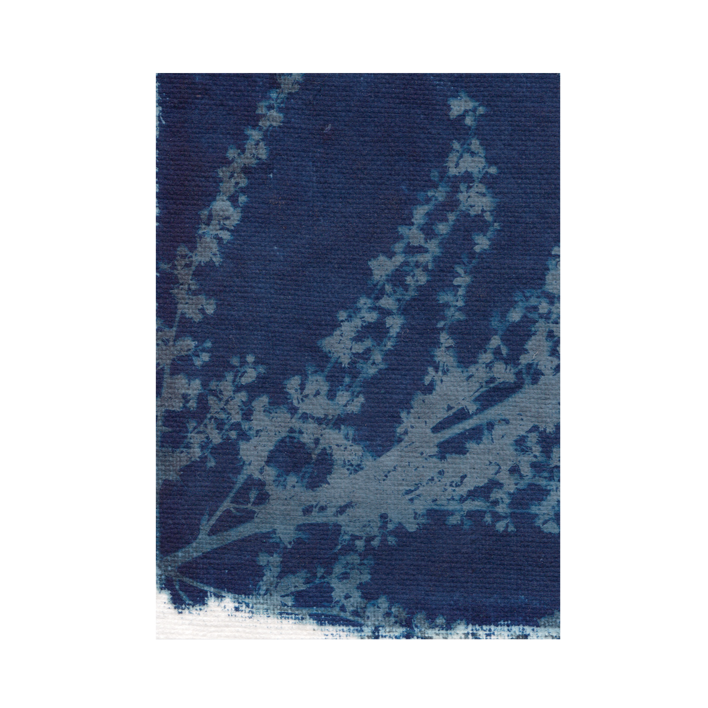 Cyanotype Print 7