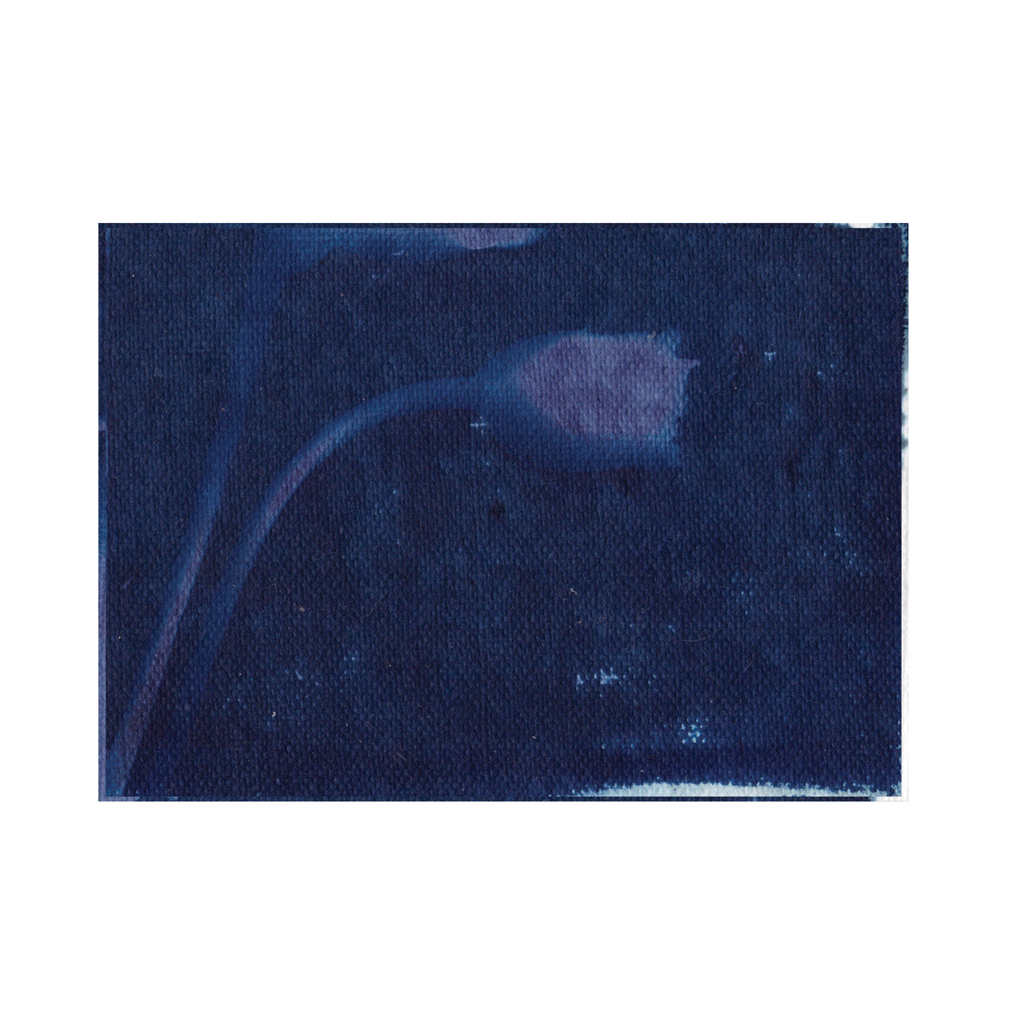 Cyanotype Print 8