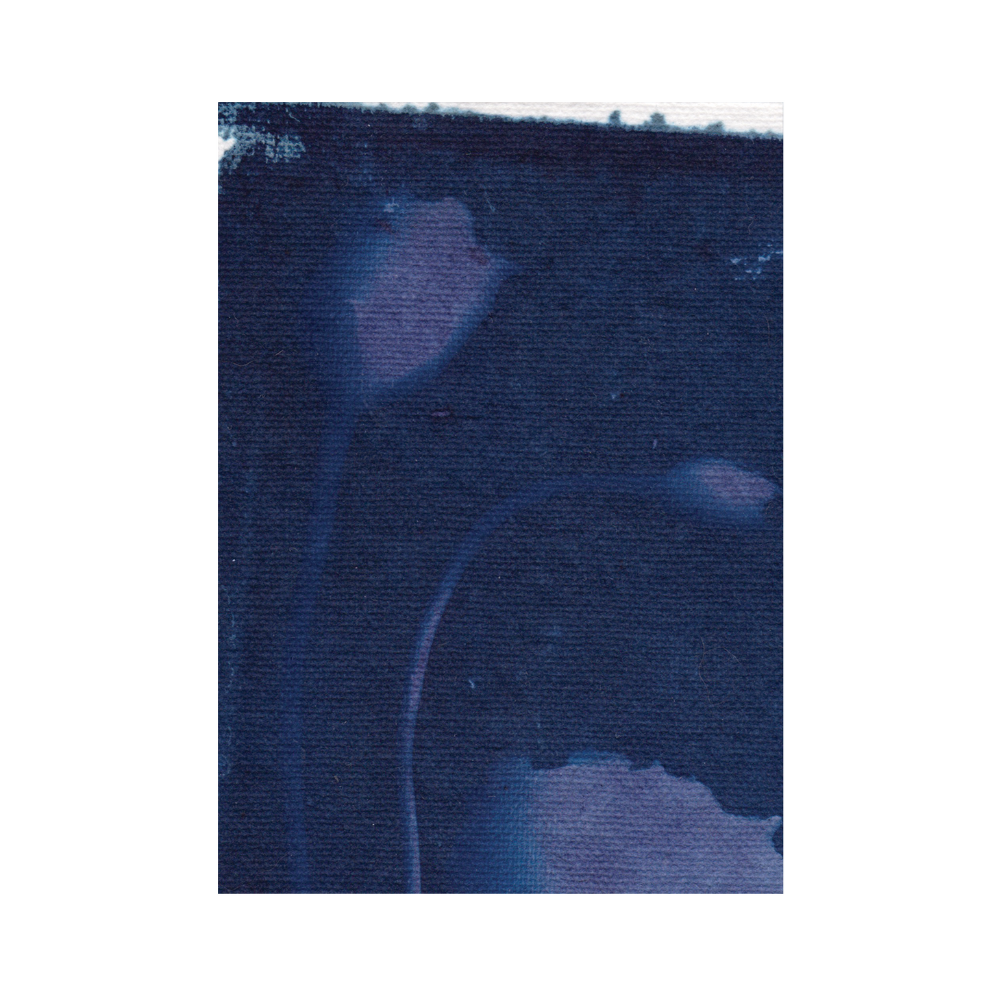 Cyanotype Print 9